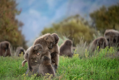 Gelada monkey babies playing in simien mountains in ethiopia