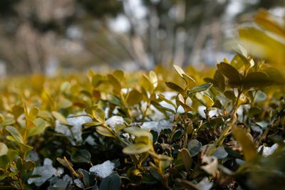 Close-up of yellow leaves