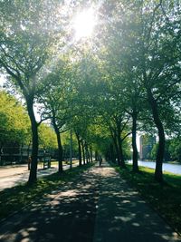 Sun shining through trees