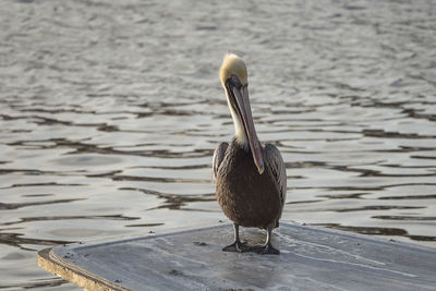 Lone pelican chilling on the dock