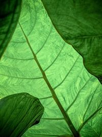 Full frame shot of green leaves