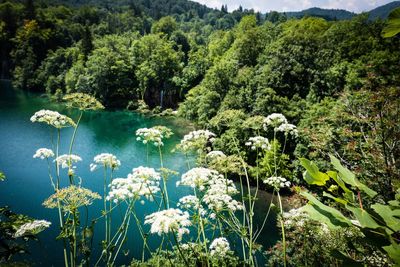 Scenic view of lake amidst trees in forest