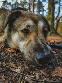 Close-up of dog