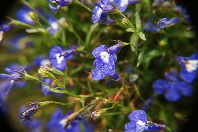 Close-up of purple flowering plant