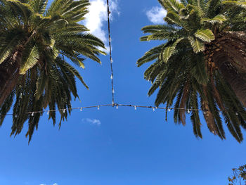 Low angle view of palm trees against blue sky