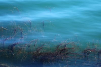 Close-up of plants in lake