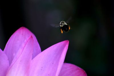 A bee visiting a lotus flower