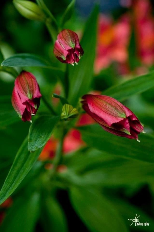 flower, freshness, petal, growth, fragility, beauty in nature, leaf, pink color, close-up, flower head, plant, nature, focus on foreground, bud, blooming, stem, in bloom, red, blossom, green color