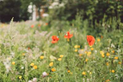 Purple flowers blooming in field