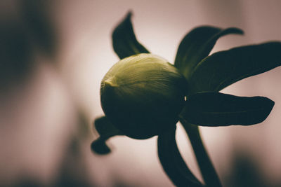 Close-up of flowers