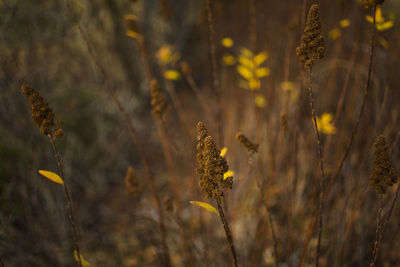 Close-up of yellow flowers on field