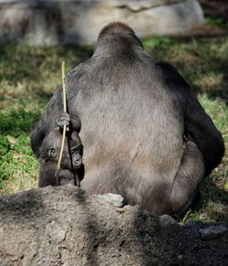 Infant carrying stick while monkey sitting on field