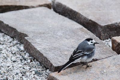 High angle view of bird perching on rock