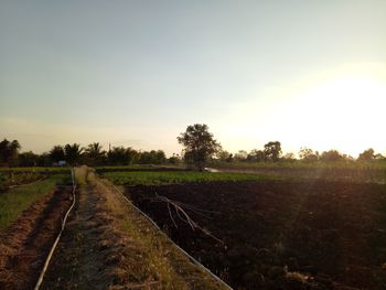 Scenic view of field against sky during sunset