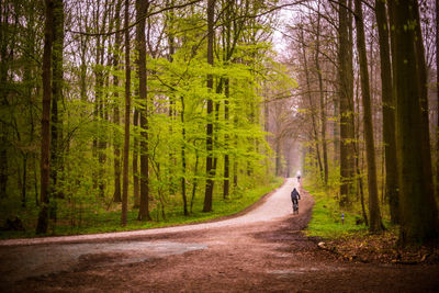 Road amidst trees in forest