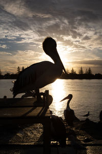 Silhouette pelican at river against sky during sunset