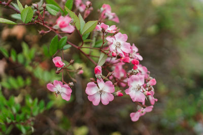 Close-up of pink cherry blossom