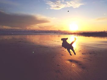 Silhouette dog jumping on beach against sky during sunset