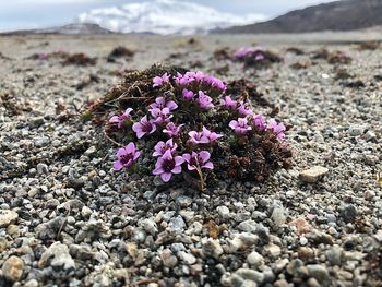 Close-up of pink flowering plant on land