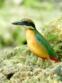 Close-up of a bird