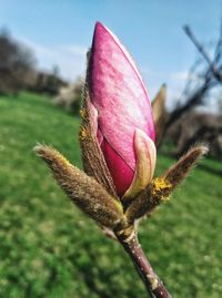 Close-up of pink flower bud