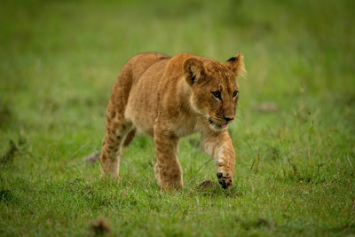 Lion cub walking across grass lifting paw