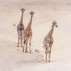 High angle view of giraffes walking on land