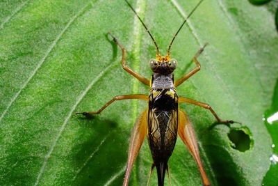 Close-up of insect on leaf