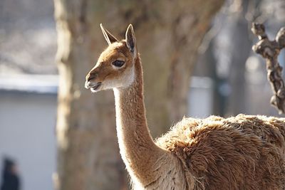 Close-up of lama at zoo