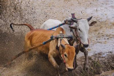 High angle view of cows