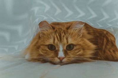 Close-up portrait of ginger cat relaxing on floor
