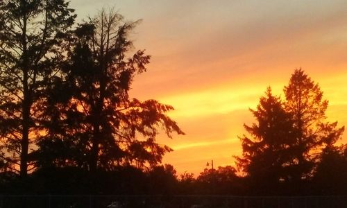 Silhouette of trees at sunset