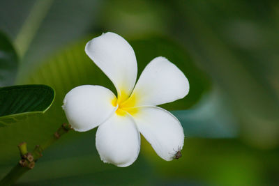 Close-up of white frangipani flower