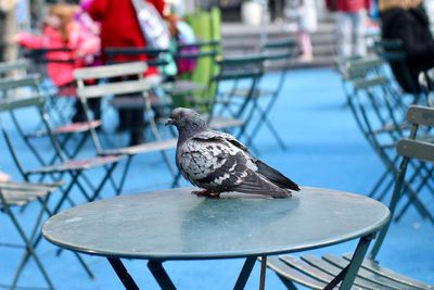 Close-up of pigeon perching on table at sidewalk cafe