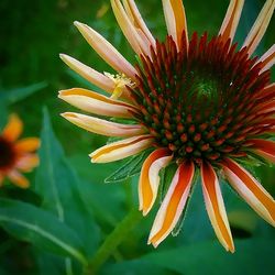 Close-up of orange flowering plant