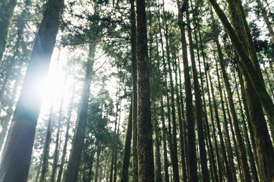 Low angle view of sunlight streaming through trees in forest