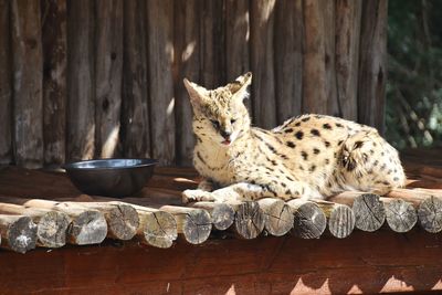 Cat lying on wood