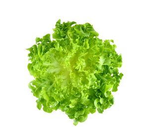 Close-up of green leaf against white background