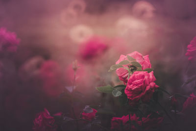 Close-up of pink roses