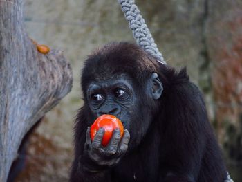 Close-up of monkey