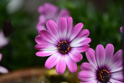 Close-up of pink cosmos flowers