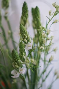 Close-up of white flowering plant