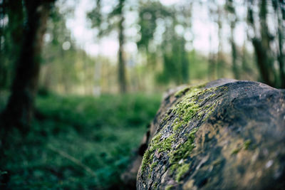Close-up of tree trunk in forest