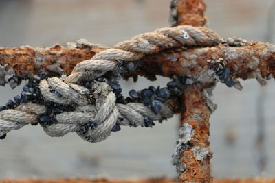 Close-up of tree trunk