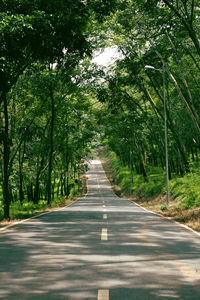 Empty road amidst trees in forest