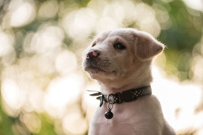 Portrait of labrador puppy chin up with sunset foliage light bokeh in spring park 