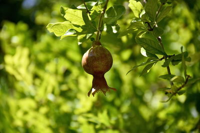 Close-up of fruits on tree