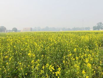 Scenic view of oilseed rape field against sky