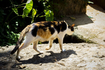 Cat standing on floor