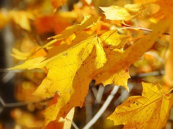 Close-up of leaves on twig